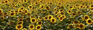 Images Dated 19th August 2014: Field of sunflowers, Canada