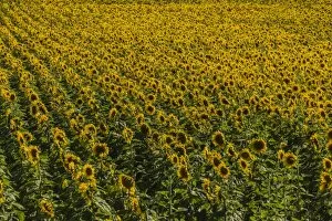 Images Dated 27th July 2014: Field of Sunflowers -Helianthus annuus-, Cucuron, Vaucluse, Provence-Alpes-Cote d?Azur, France
