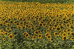 Images Dated 27th July 2014: Field of Sunflowers -Helianthus annuus-, Cucuron, Vaucluse, Provence-Alpes-Cote d?Azur, France