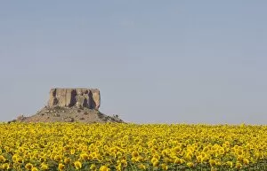 Images Dated 7th February 2007: A Field of Sunflowers overlooked by a Koppie (a small hill rising up from the African veld)