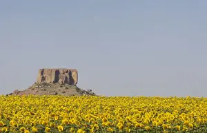 Brightness Prints: A Field of Sunflowers overlooked by a Koppie (a small hill rising up from the African veld)