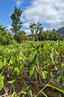 Images Dated 5th March 2013: Field with taro plants, Kauai, Hawaii, United States