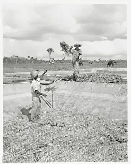 Field Workers Cultivating Kenaf Crops