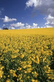 A Field of Yellow Canola Flowers Blowing in the Wind