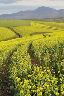 Canola Prints: Fields of canola turn landscape yellow, Cape Town, Western Cape Province, South Africa