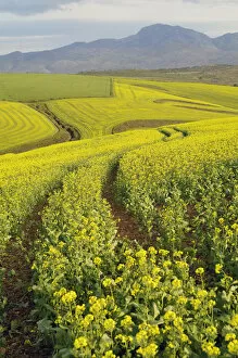Fields of canola turn landscape yellow, Cape Town, Western Cape Province, South Africa