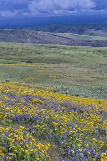 Images Dated 15th April 2016: Fields of lupine and Arrow Leaf Balsamroot (Balsamorhiza sagittata)