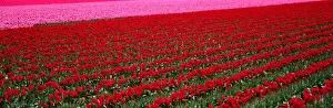 Cultivated Prints: Fields of red, pink tulips (Liliaceae sp. ) Washington, USA
