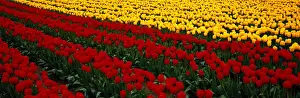 Cultivated Prints: Fields of red and yellow tulips (Liliaceae sp. ) Washington, USA