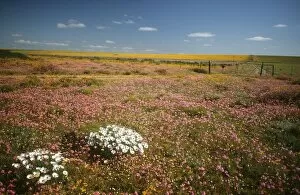 Fields of Wild Flowers in Nieuwoudtville District