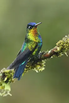 Cloudforest Prints: Fiery-throated Hummingbird