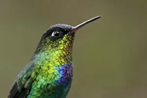 Images Dated 19th April 2017: Fiery-throated Hummingbird
