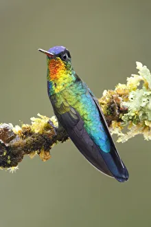 Images Dated 4th March 2017: Fiery-throated Hummingbird (Panterpe insignis)