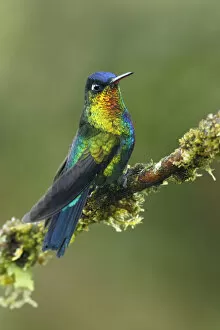 Images Dated 4th March 2017: Fiery-throated Hummingbird (Panterpe insignis)