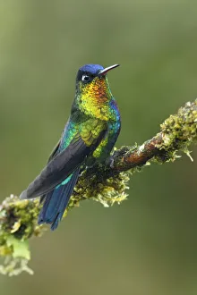 Images Dated 4th March 2017: Fiery-throated Hummingbird (Panterpe insignis)