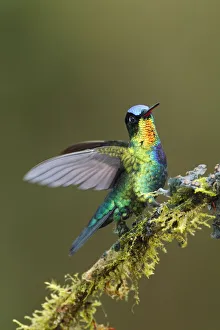 Images Dated 4th March 2017: Fiery-throated Hummingbird (Panterpe insignis)