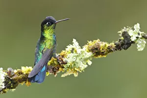 Images Dated 6th November 2015: Fiery-throated Hummingbird (Panterpe insignis)