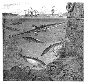 Images Dated 31st August 2016: Fifteenspine stickleback (Spinachia spinachia) and Three-spined stickleback