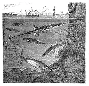 Fifteenspine stickleback (Spinachia spinachia) and Three-spined stickleback (Gasterosteus aculeatus) (bottom) with nes