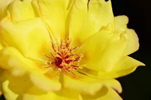 Images Dated 7th June 2012: Fig-marigold -Aizoidaceae-, yellow blossom