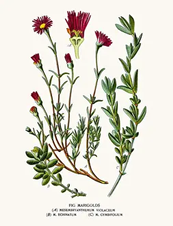 Fig marigold or icicle plant