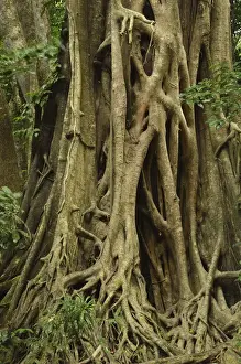 Fig Tree Prints: Detail of fig tree