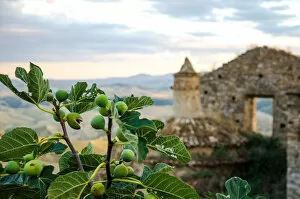 Images Dated 20th August 2015: Fig tree in Craco - The ghost town