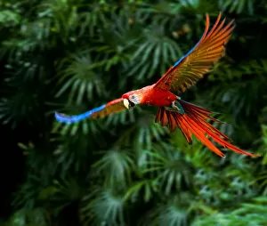 Beautiful Bird Species Gallery: Fight of Macaw