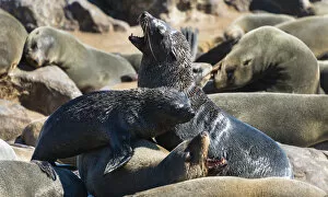 Fighting Brown Fur Seals or Cape Fur Seals -Arctocephalus pusillus- in a colony, Dorob National Park, Cape Cross