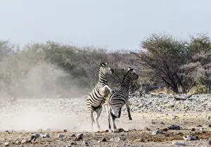 Aggressive Prints: Two fighting Burchells Zebras, -Equus quagga burchellii-, Etosha National Park, Namibia