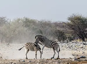 Aggressive Prints: Two fighting Burchells Zebras, -Equus quagga burchellii-, Etosha National Park, Namibia