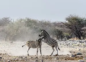 Aggressive Prints: Two fighting Burchells Zebras, -Equus quagga burchellii-, Etosha National Park, Namibia