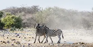 Aggressive Prints: Two fighting Burchells Zebras, -Equus quagga burchellii-, Etosha National Park, Namibia