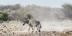 Aggressive Prints: Two fighting Burchells Zebras, -Equus quagga burchellii-, Etosha National Park, Namibia