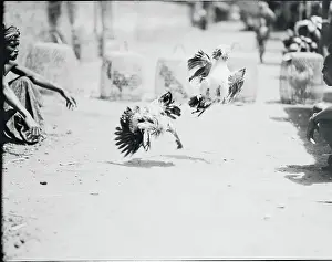 Bali Prints: Fighting Cocks Attacking in Midair