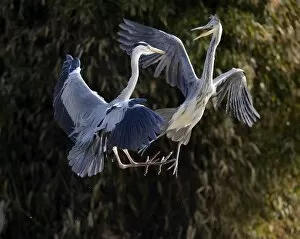 Fighting Grey Herons -Ardea cinerea-, Stuttgart, Baden-Wuerttemberg, Germany, Europe