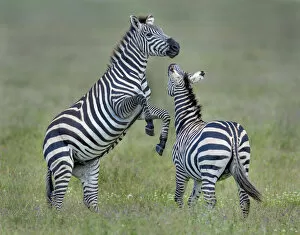 Images Dated 17th April 2016: fighting zebras