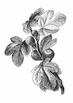 Images Dated 17th December 2015: Figs | Antique Design Illustrations