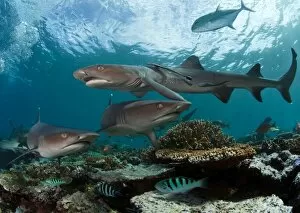 Images Dated 5th May 2011: Fiji reef sharks