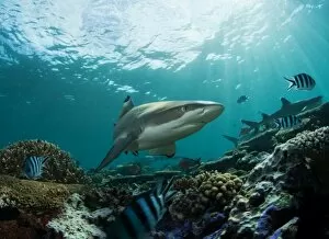 Images Dated 5th May 2011: Fiji sharks in water
