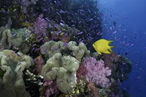 Fiji Prints: Fiji, yellow damselfish (Stegastes planifrons) beside coral reef