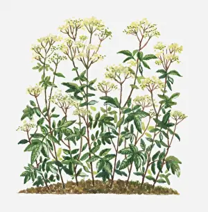Cream Prints: Filipendula ulmaria (Meadowsweet) clusters of creamy white flowers and green leaves on tall stems