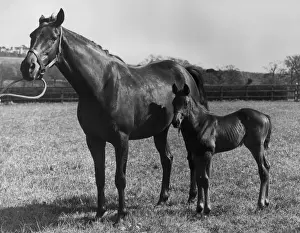 Stable Prints: A Filly And A Colt
