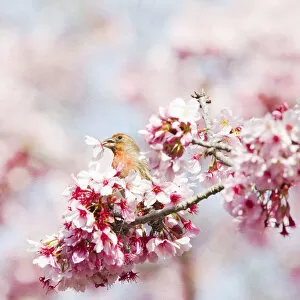 Finch in black plum blossom tree