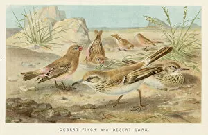Images Dated 29th October 2018: Finch and lark birds chromolithograph 1896