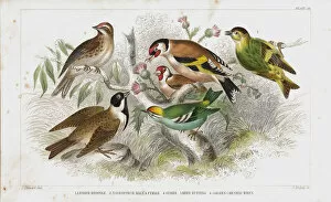 Perching Collection: Finch old litho print from 1852