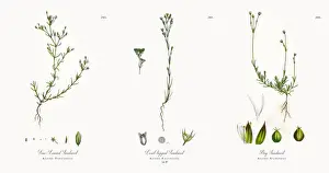Fine-Leaved Sandwort, Alsine Tenuifolia, Victorian Botanical Illustration, 1863