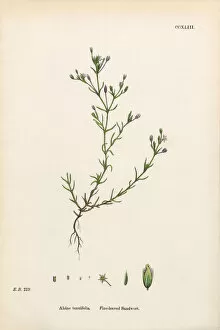 Images Dated 24th February 2017: Fine-Leaved Sandwort, Alsine Tenuifolia, Victorian Botanical Illustration, 1863