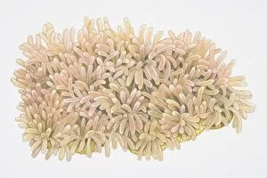 Images Dated 20th September 2006: Finger-shaped clusters of Ritters Radianthus or Magnificent Sea Anemone (Heteractis magnifica)