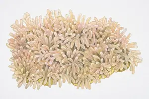 Oceans Prints: Finger-shaped clusters of Ritters Radianthus or Magnificent Sea Anemone (Heteractis magnifica)